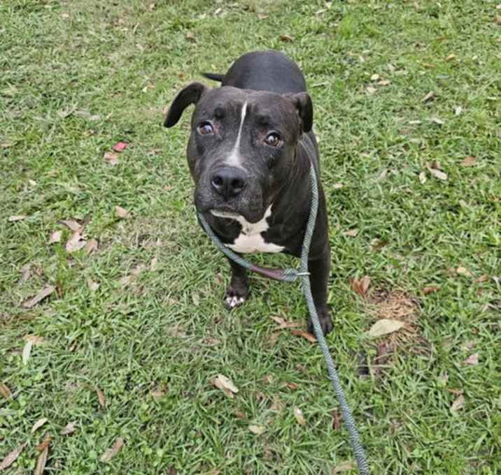 Photo of Jax - Sweet Boy!