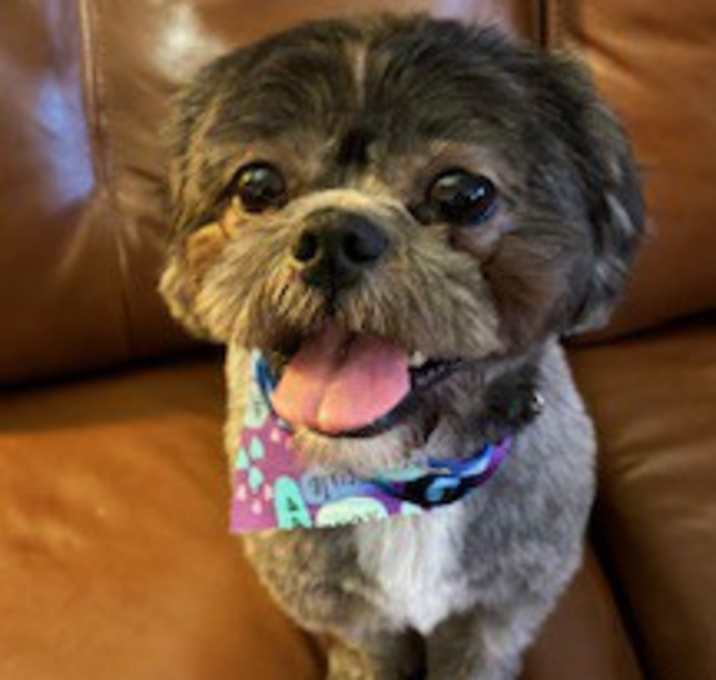 Photo of Bogart