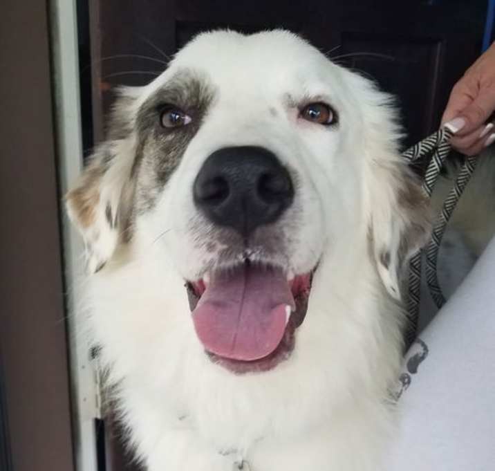Photo of Landon (now Yogi)
