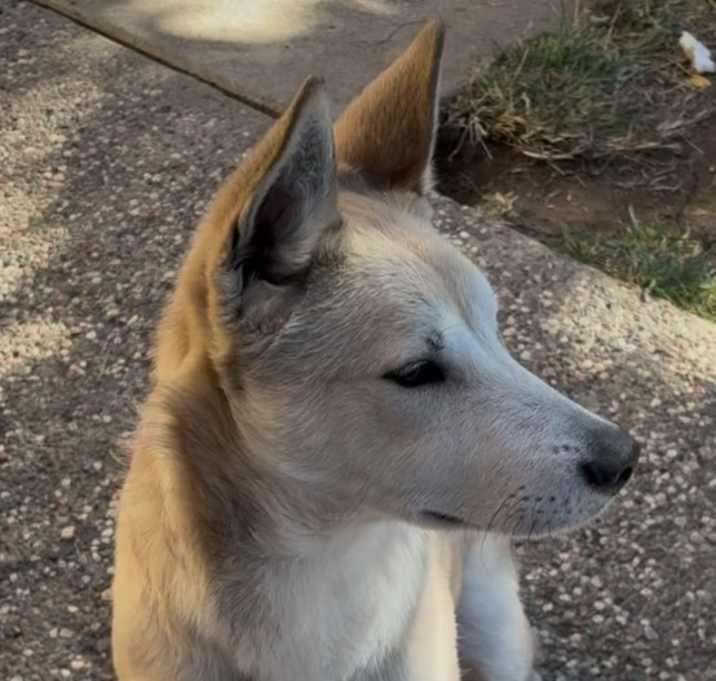 Photo of Puppy