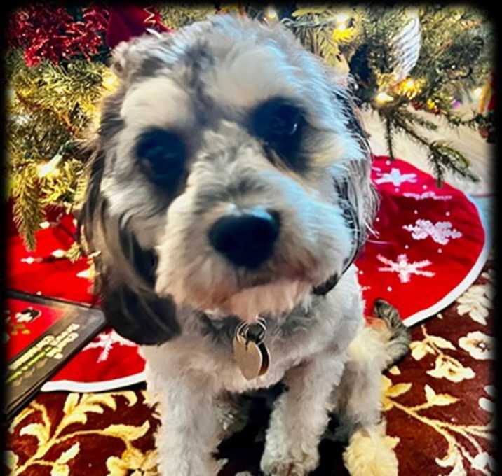 Photo of Roameo-Adoption Pending