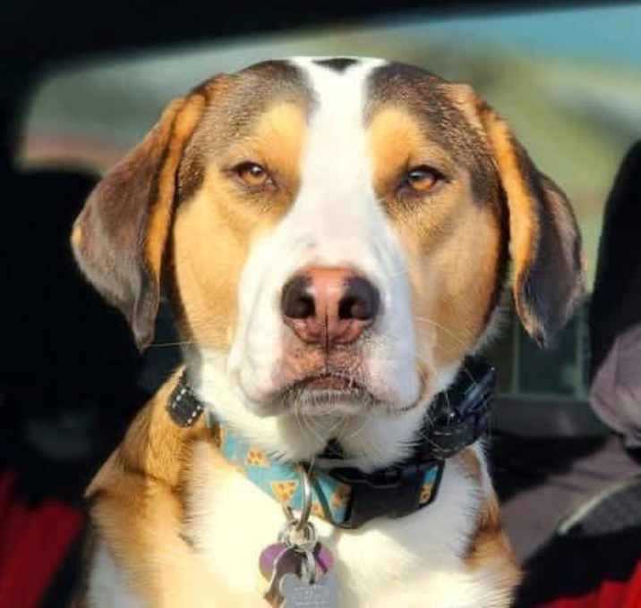 Photo of Jellybean - courtesy post