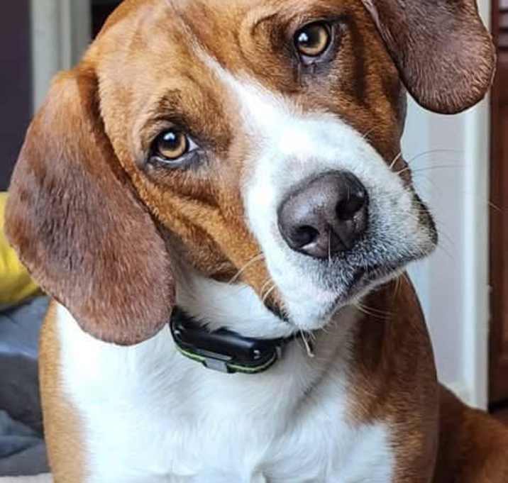 Photo of Rex - courtesy post