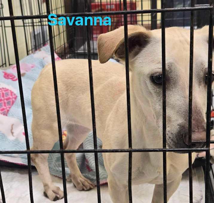 Photo of Savanna
