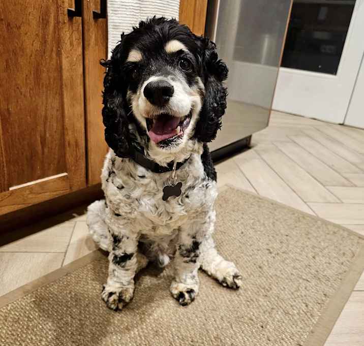 Photo of Apollo