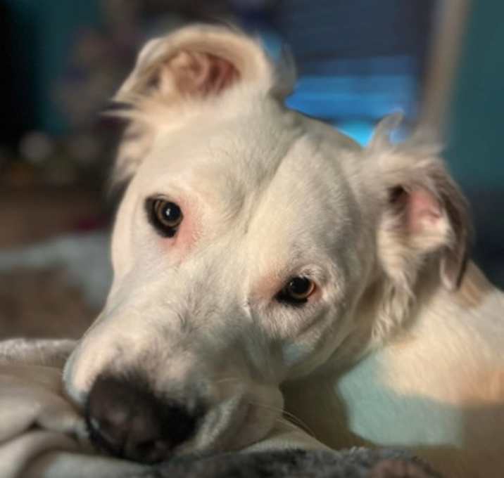 Photo of Aspen