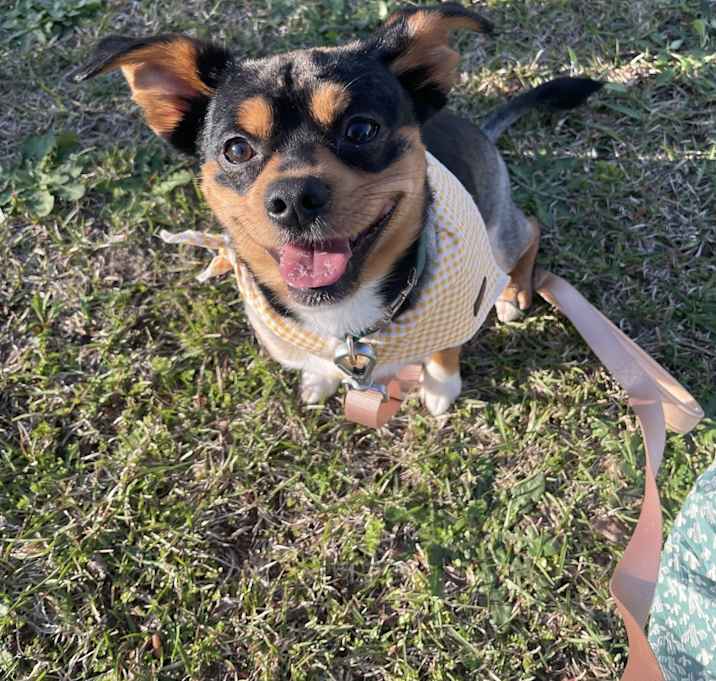 Photo of Bruno