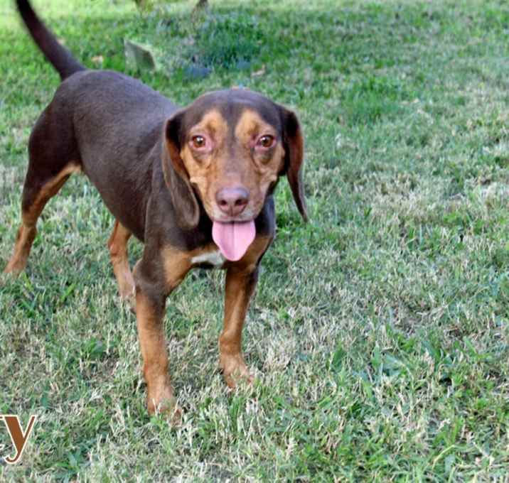 Photo of RUSTY