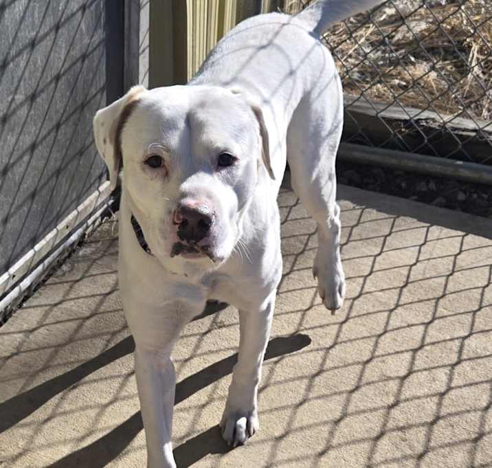 Photo of Bronco