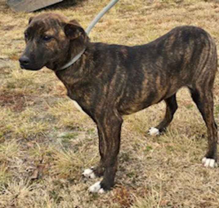 Photo of Dex