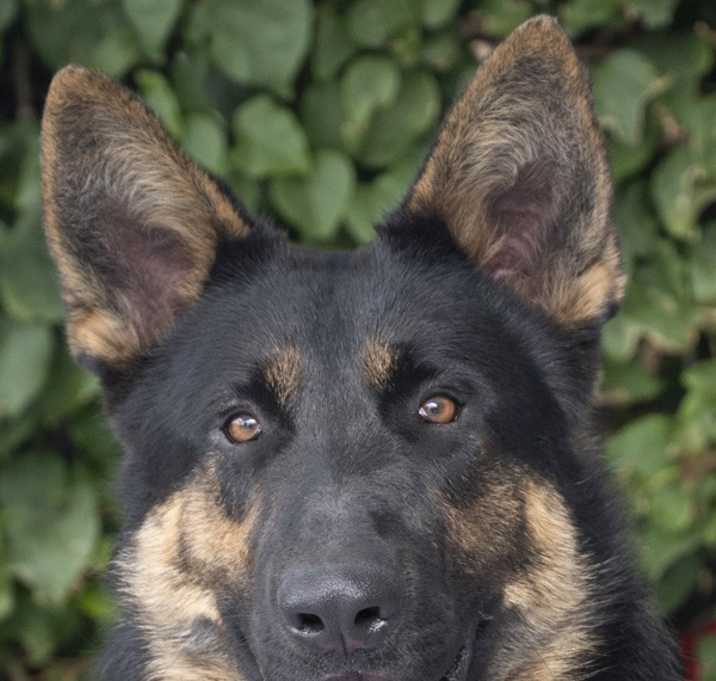 Photo of Milo von Mettmann