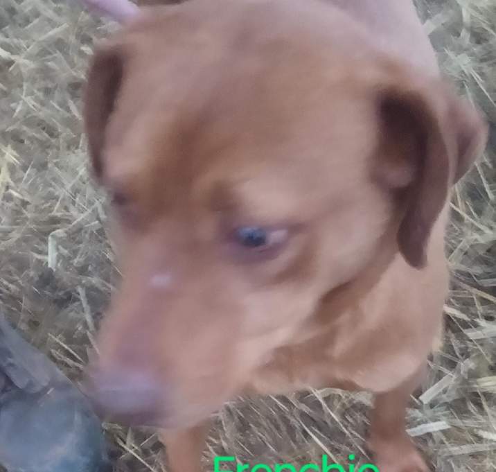 Photo of Frenchie