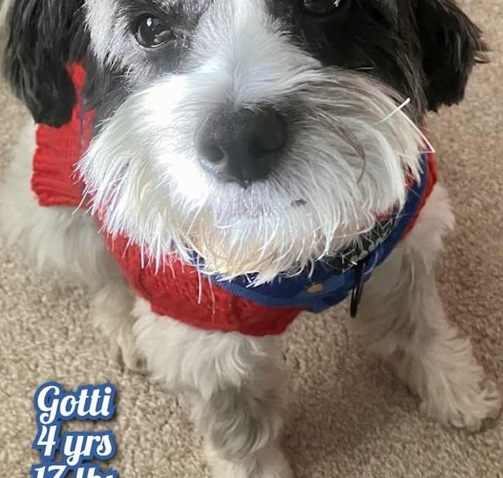 Photo of Gotti