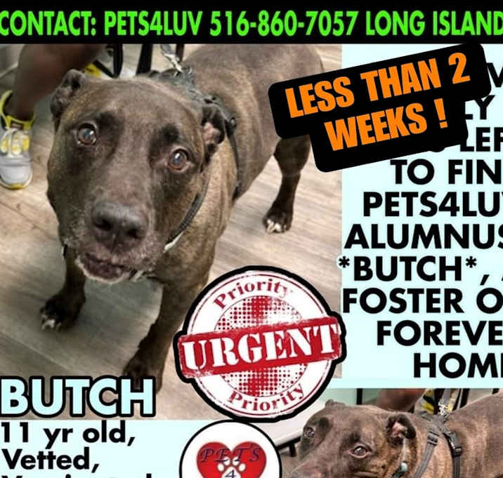 Photo of Butch