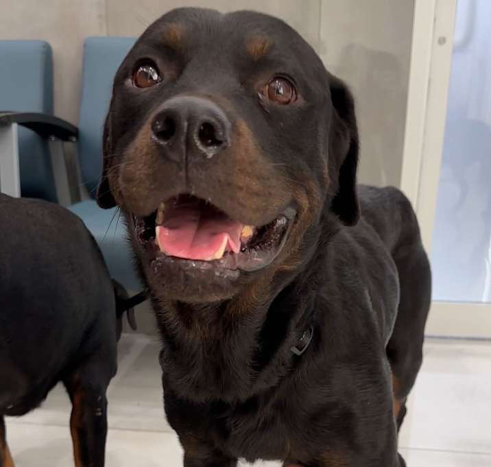 Photo of Bear