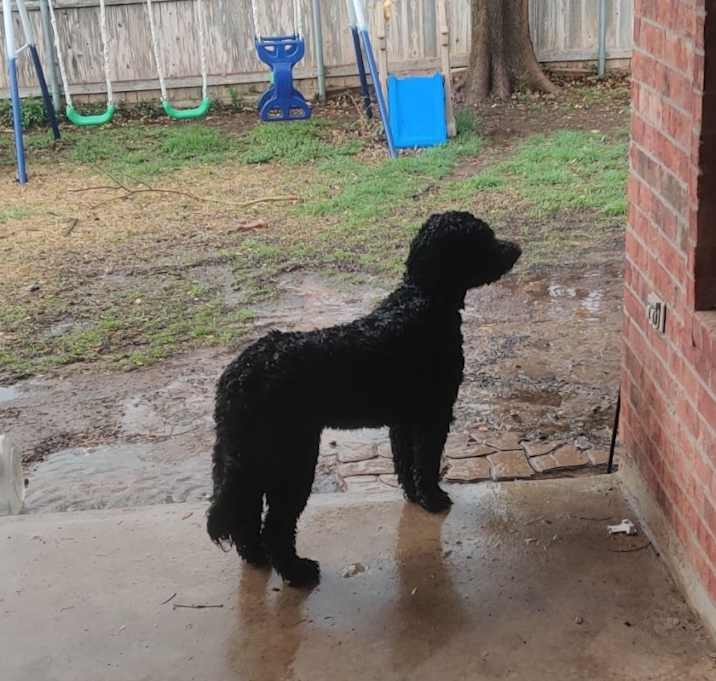 Photo of Onyx