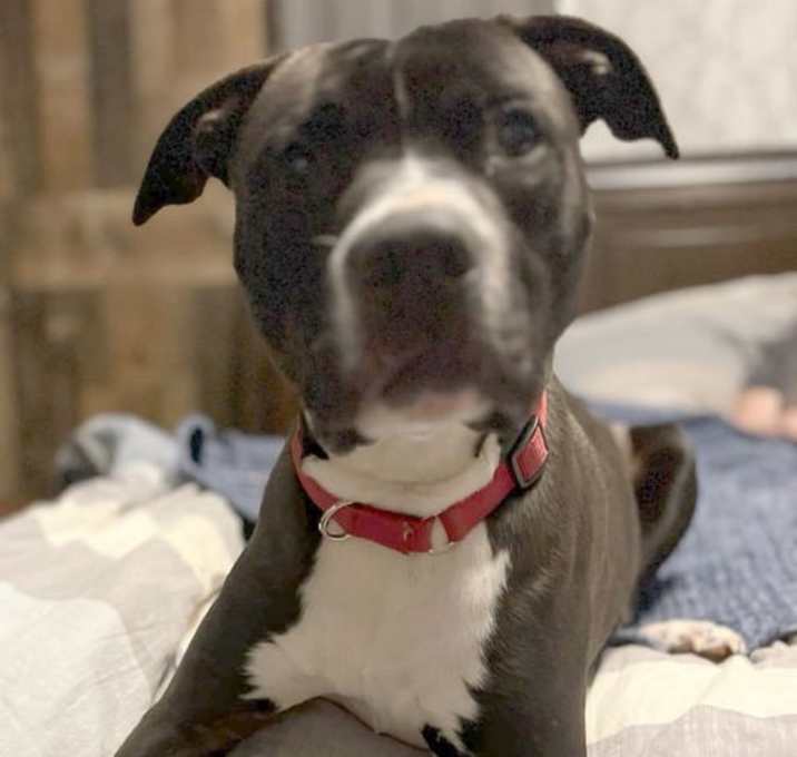 Photo of Echo: Not At the Shelter (Stacey)