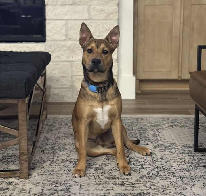 Photo of Boo Boo
