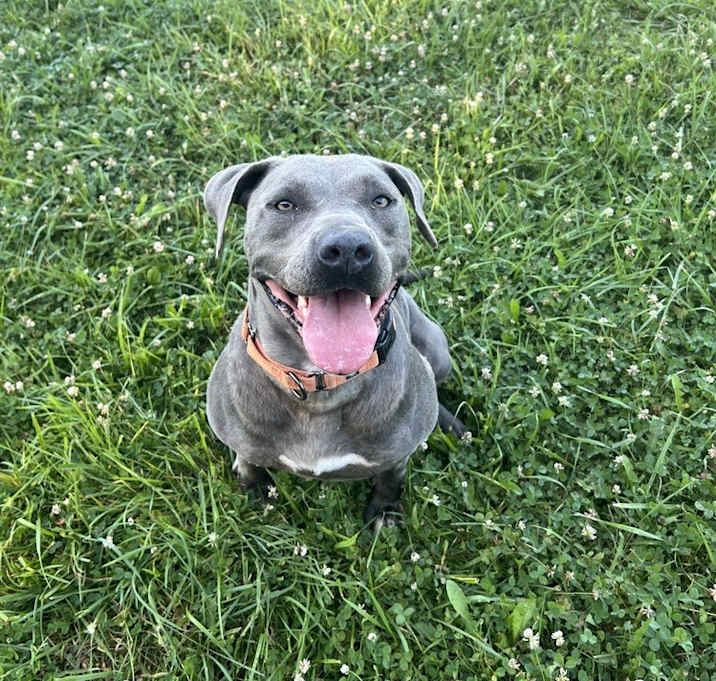 Photo of Sheba