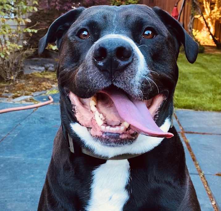 Photo of Grizzly