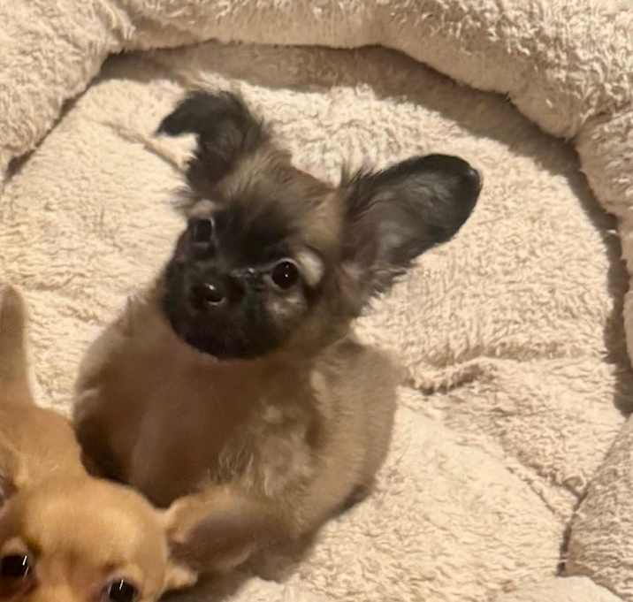 Photo of Tootles