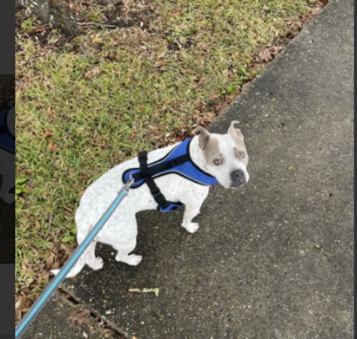 Photo of DeeDee