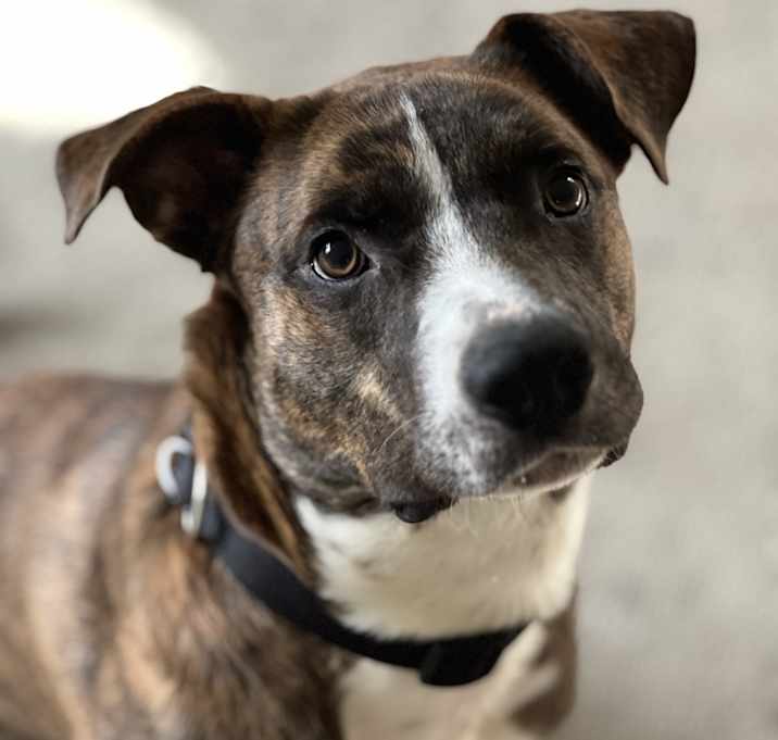 Photo of Hank