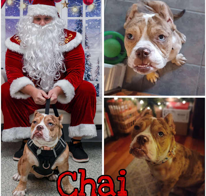 Photo of Chai