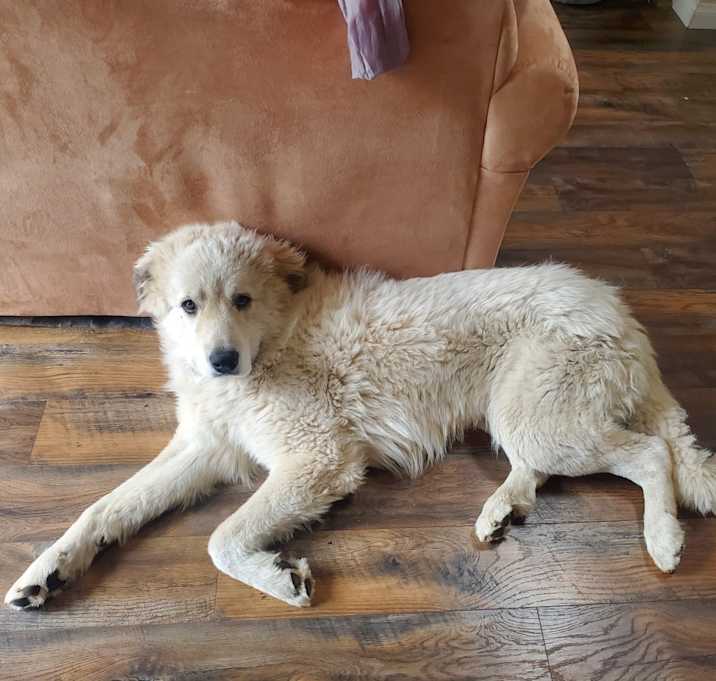 Photo of Milo