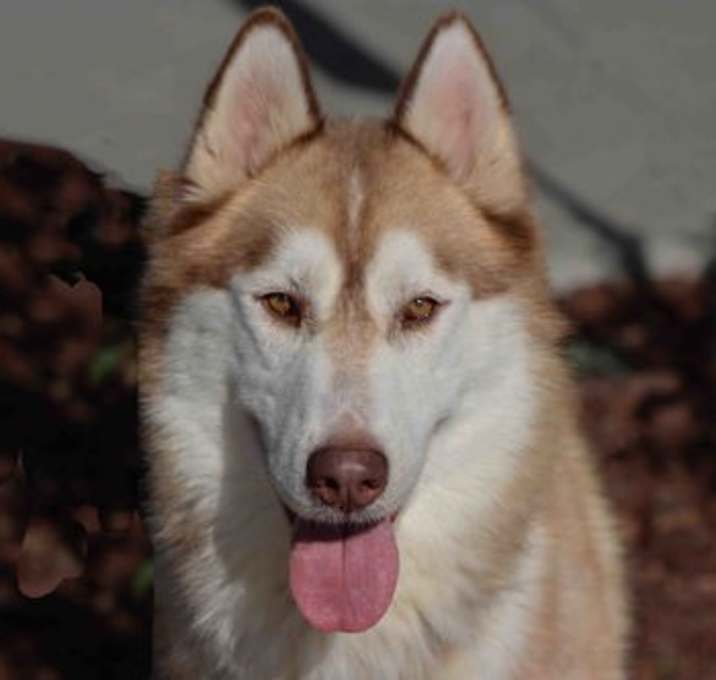 Photo of Cedar