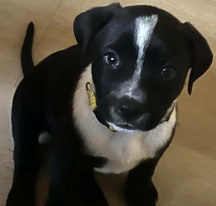 Photo of Dalmatian/Lab pups
