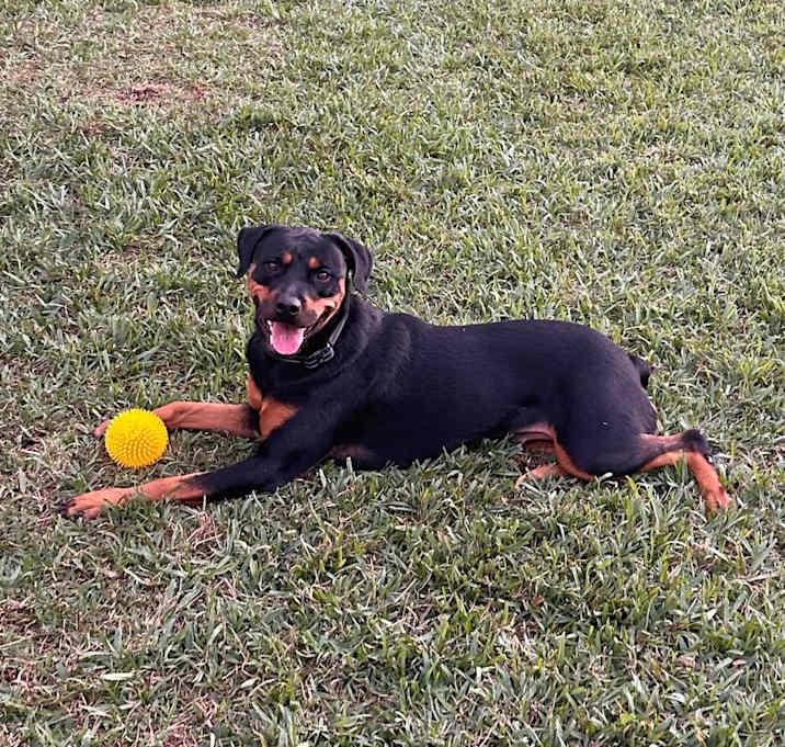 Photo of Nala