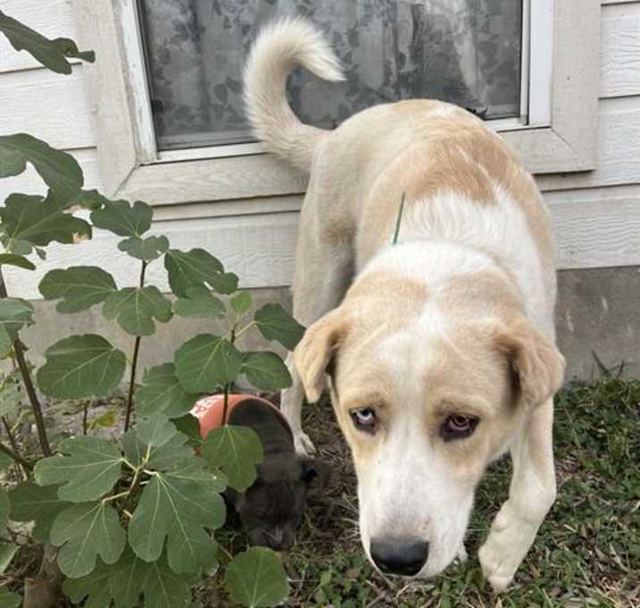 Photo of BEAR