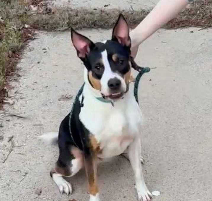 Photo of Buster