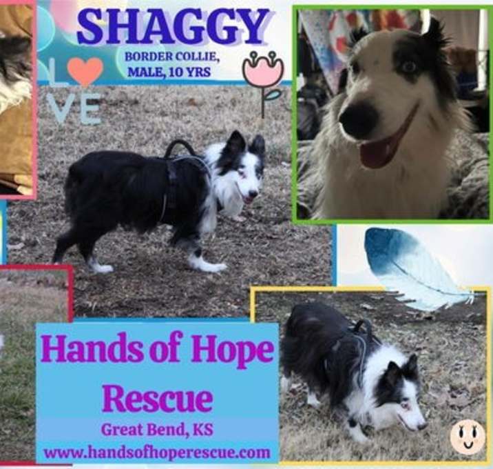 Photo of Shaggy
