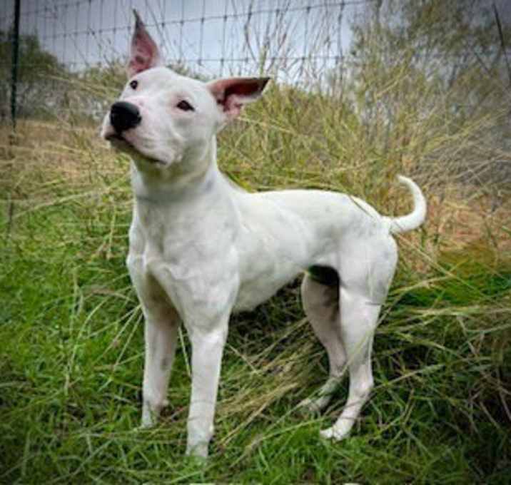 Photo of Dulce