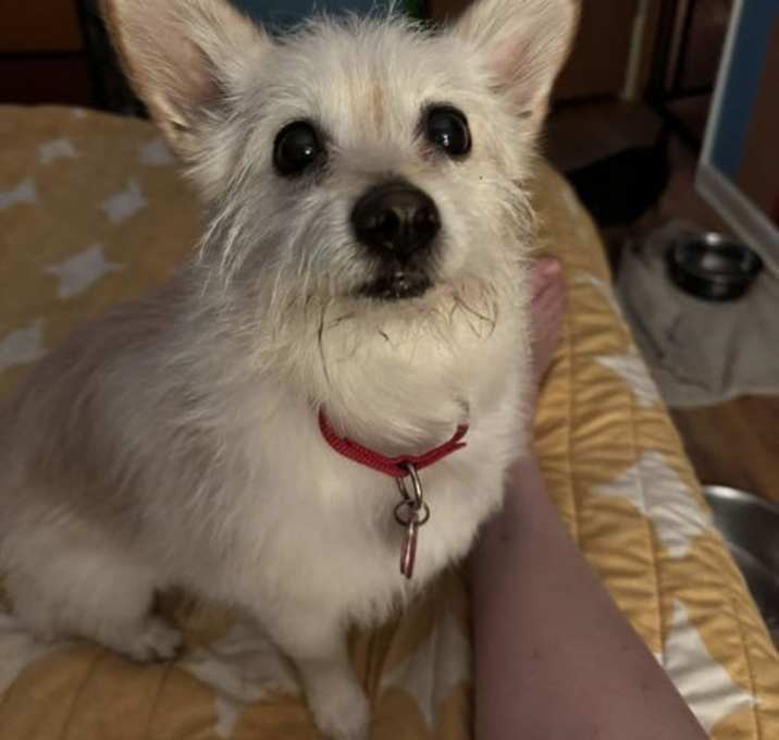Photo of Gidget