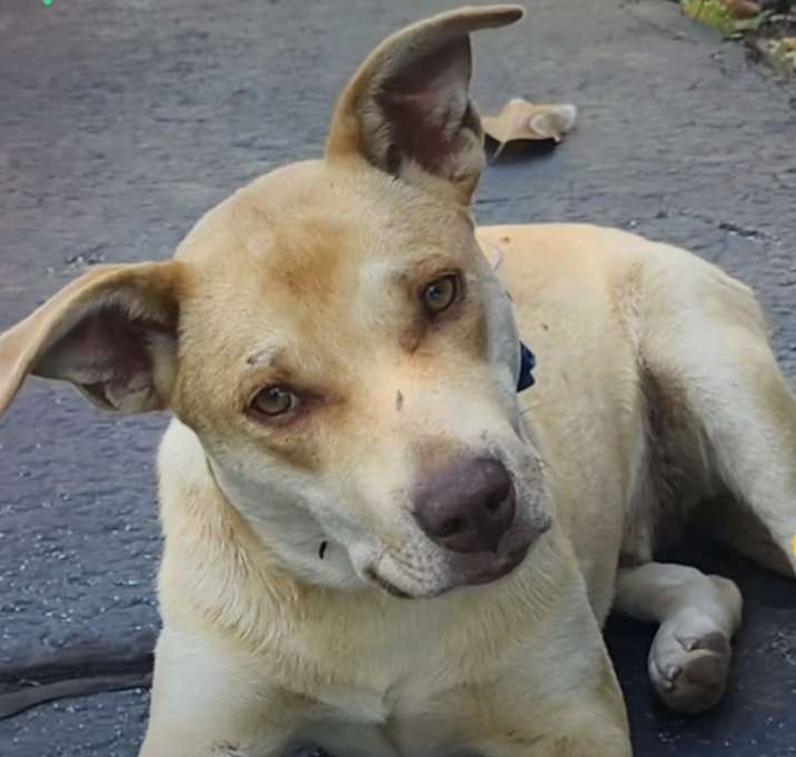 Photo of Peanut