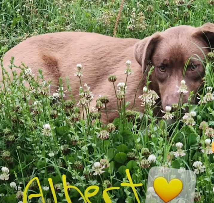 Photo of Albert