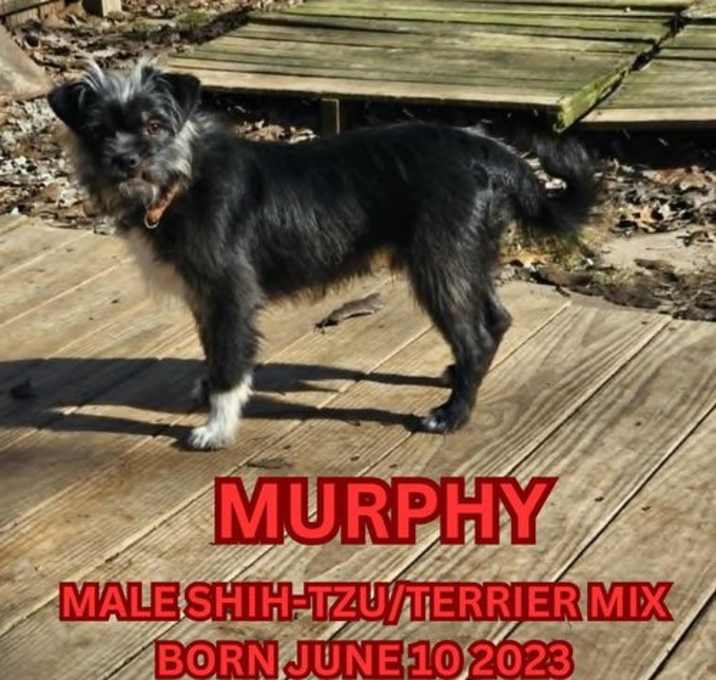 Photo of Murphy