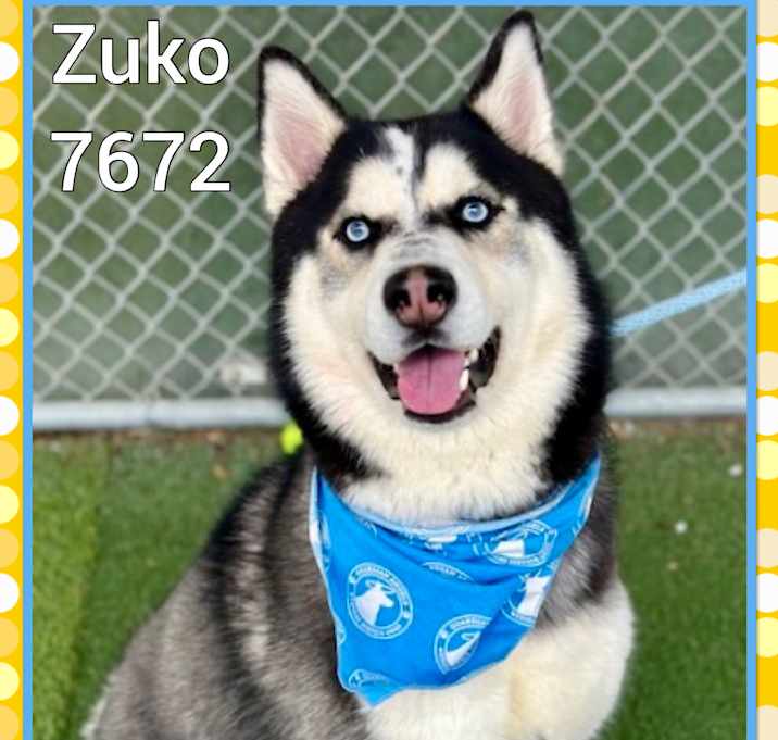 Photo of ZUKO
