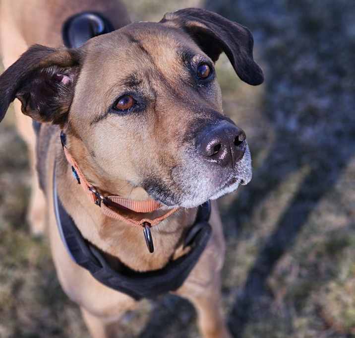 Photo of Cheddar