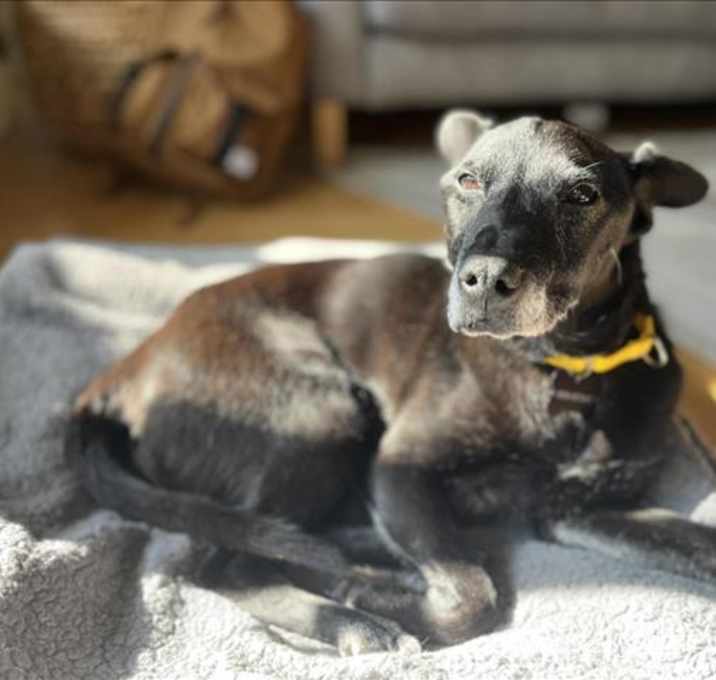 Photo of PEE-WEE