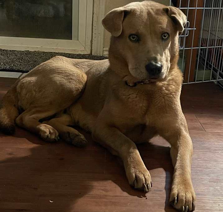 Photo of Honey