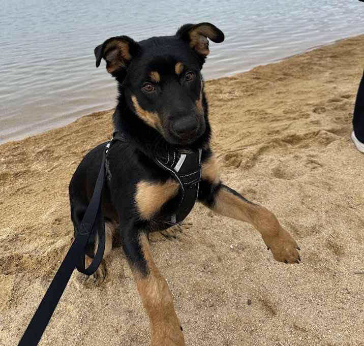 Photo of Nova