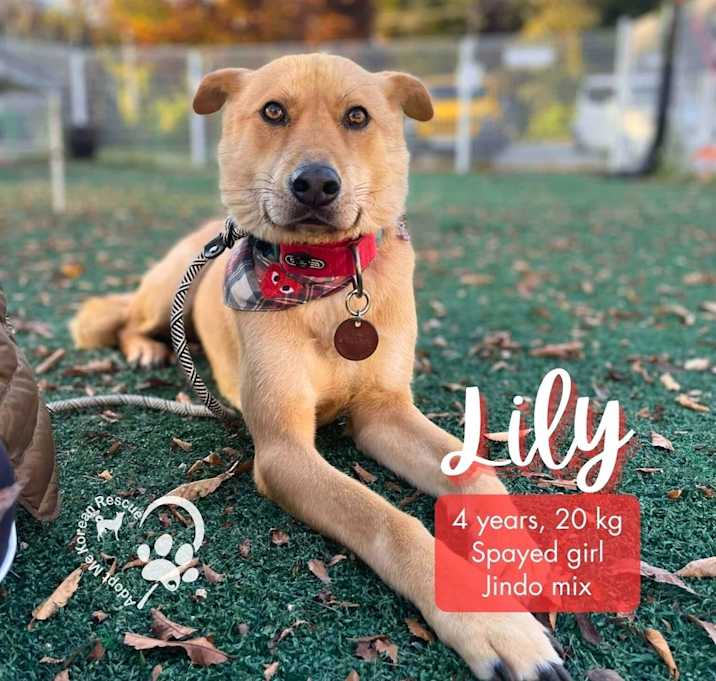 Photo of Lily