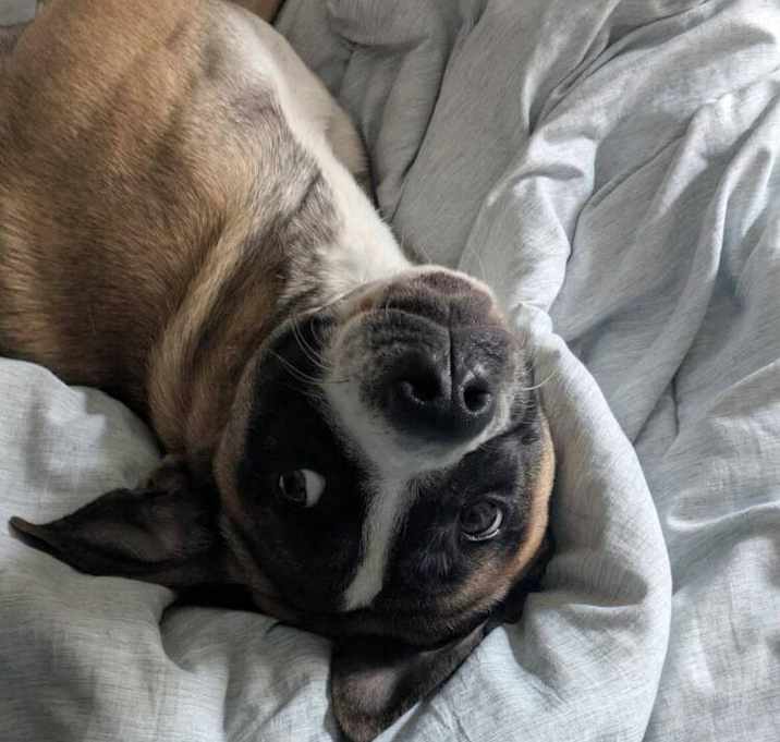 Photo of Harvey