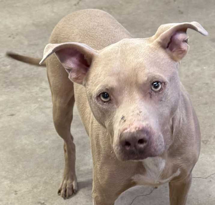 Photo of Astro