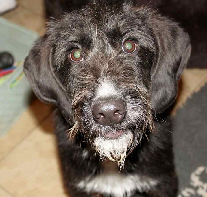 Photo of Poppy
