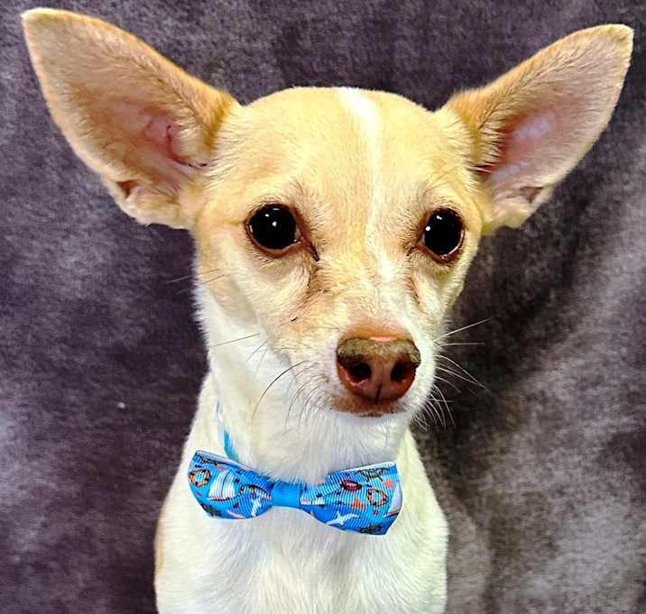 Photo of Scooby